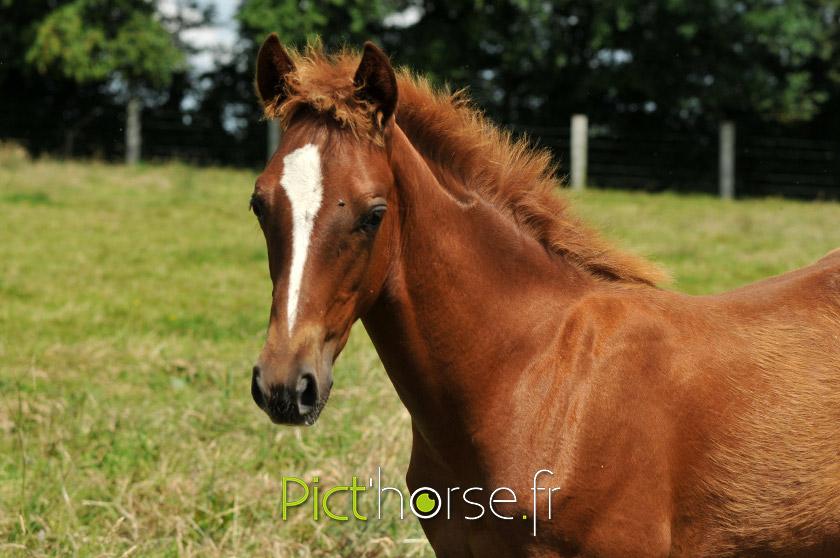 poulain trotteur a vendre